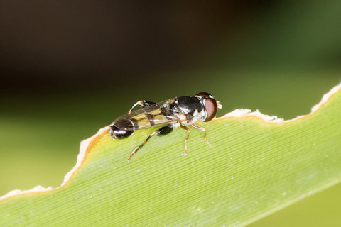 Hover Fly (Melanostoma sp) (Melanostoma sp)